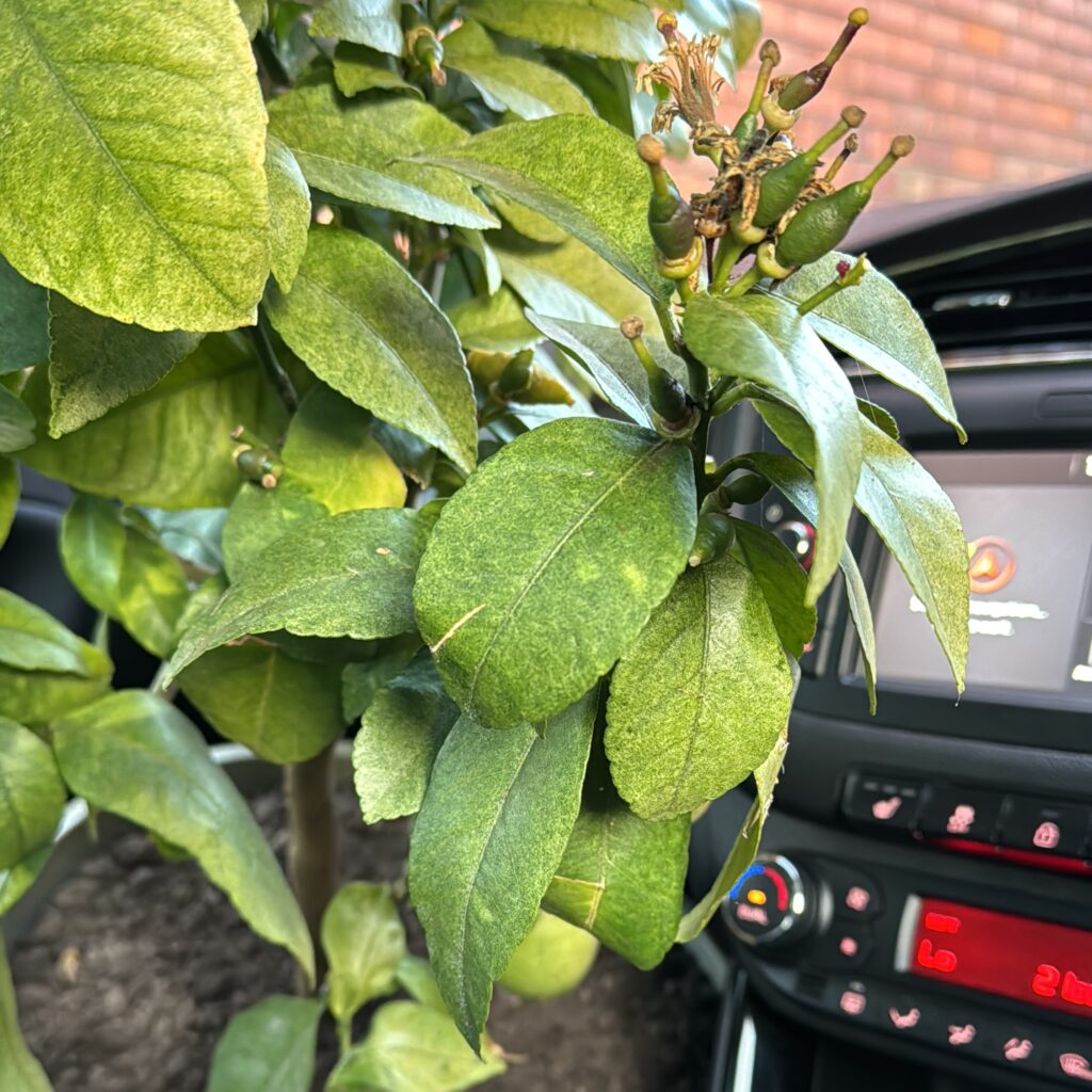 Lemon Tree - Arek Jaworski